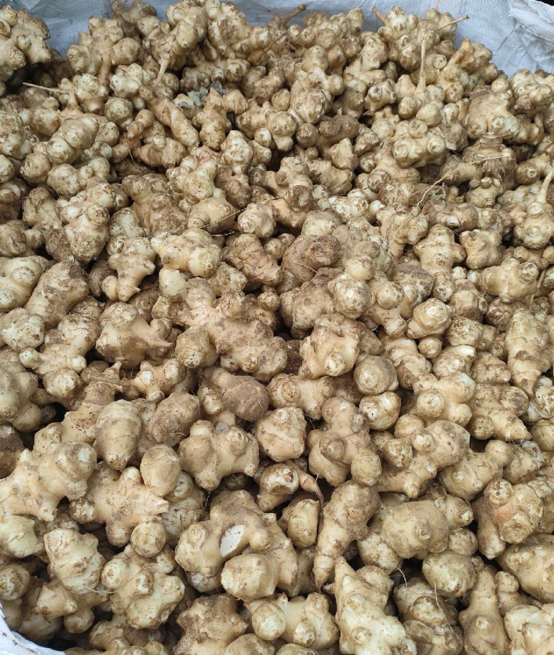 产地一手货源洋姜菊芋鬼子姜大量出货上市，多省合作产区出货