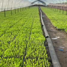 河南精品油麦菜 一手货源 全国代发 一条龙服务 欢迎来电咨询