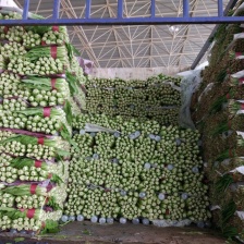 河南精品油麦菜 一手货源 全国代发 一条龙服务 欢迎来电咨询