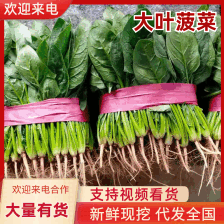 爬地圆叶小菠菜大量上市