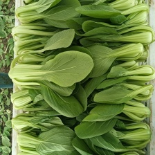 江苏南通精品青菜  小油菜 产地直发 一手货源 可视频看货