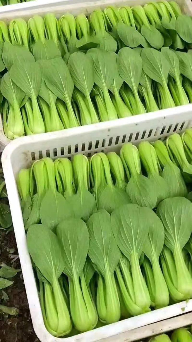 江苏南通精品青菜  小油菜 产地直发 一手货源 可视频看货
