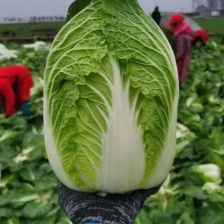 白菜，大量供应，品质保证，商超，加工厂货大量供应，，