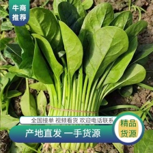 优质菠菜 趴地菠菜 大量供应 对接全国市场 电商 商超