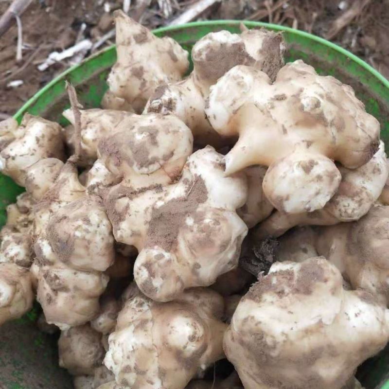 河北精品养洋姜，量大从优，欢迎各位老板随时致电咨询洽谈合