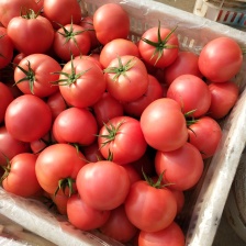 山东省，平度市<font color=red>西红柿</font>