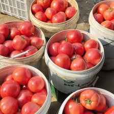 山东省，平度市西红柿