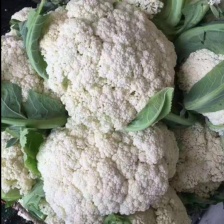 【牛商推荐】青梗菜，江苏本地青梗菜 ，长期合作，诚信第一