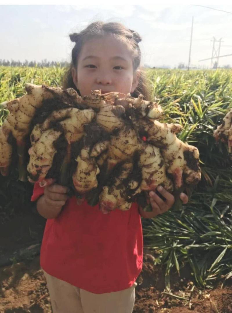 【推荐】大黄姜山东生姜 电商/超市/市场一手货源对接全国