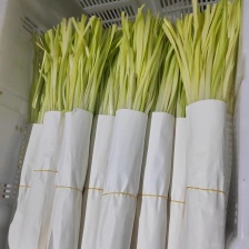 自产自销精品本地韭黄