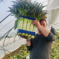 精品杆子红叶香莴苣 无空心青皮青肉对接全国市场