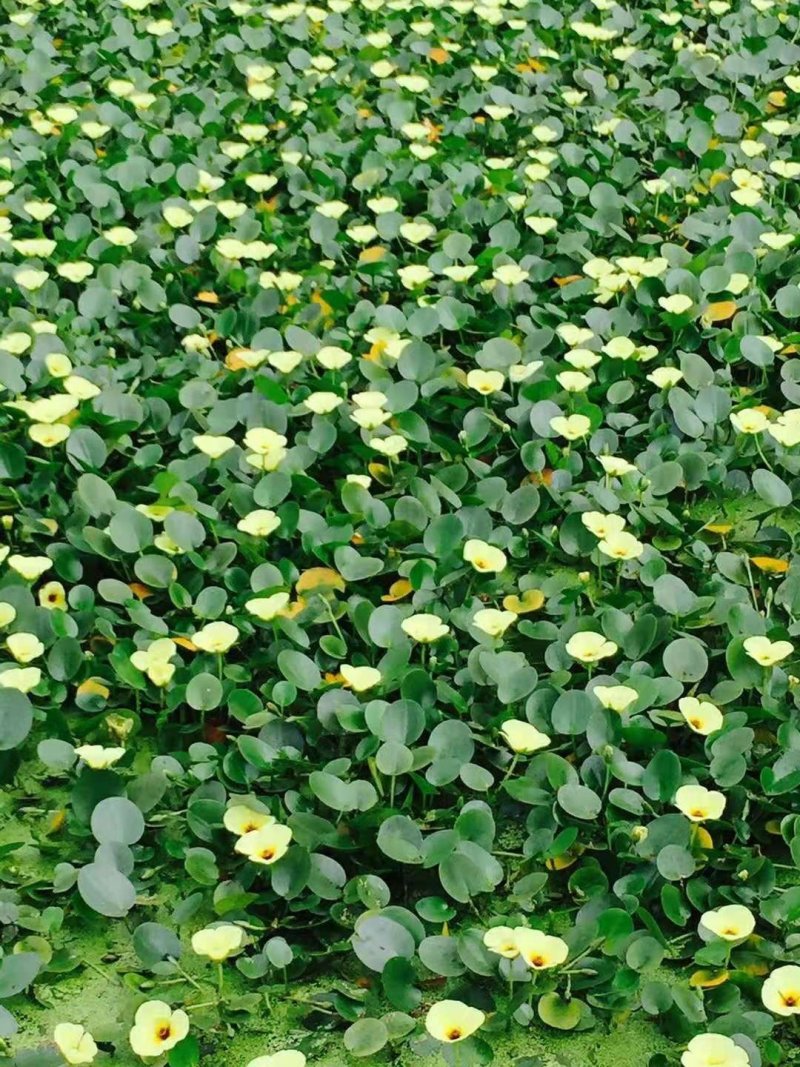 水罂粟 自产自销 专业种植