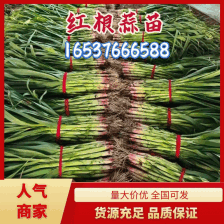 精品蒜苗，红根蒜苗，白根蒜苗，大量上市。