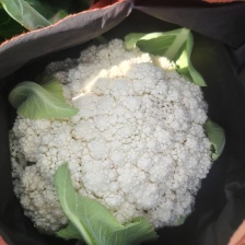 云南散花松花菜白面青梗松花菜产地大量上市一手货源批发