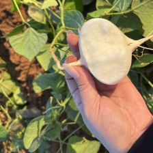 湛江凉薯，产地批发