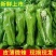苏椒 泡椒 薄皮椒 芜湖椒 保质保量 量大从优，欢迎订购