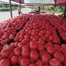 云南露天沙瓤西红柿自然熟有籽现摘2-10斤新鲜蔬菜高原种