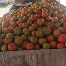 云南露天沙瓤西红柿自然熟有籽现摘2-10斤新鲜蔬菜高原种