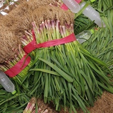 精品红根蒜苗，叶片厚绿，适合电商，超市，市场等