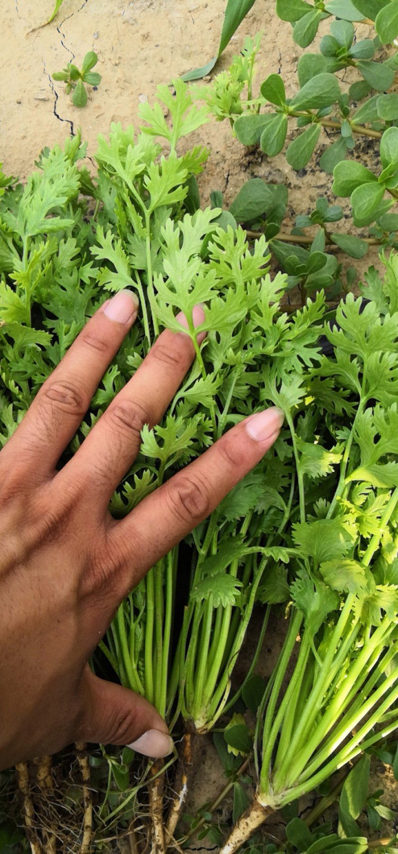 山东安丘<font color=red>香菜</font>铁杆青小叶<font color=red>香菜</font>产地批发大