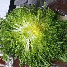 【苦菊】辽宁新民苦菊 长期供货 对接全国市场 电商 商超