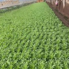 【苦菊】辽宁新民苦菊 长期供货 对接全国市场 电商 商超