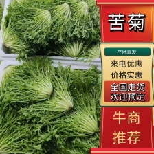 【苦菊】辽宁新民苦菊 长期供货 对接全国市场 电商 商超