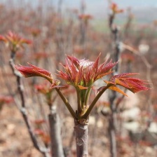 香椿苗净菜 品质保证 价格美丽 欢迎联系 一手货源