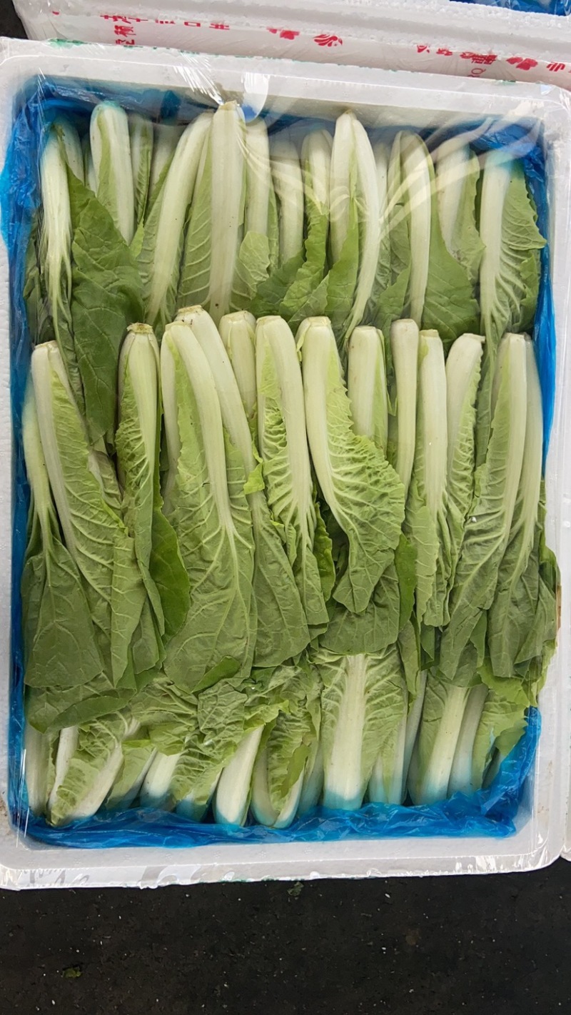 山东曹县快菜大量上市，货源充足，质量保证，随时可以看货