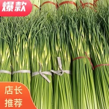 山东蒜薹，冷库红帽蒜薹，加工小把，条形直颜色绿，对接电商
