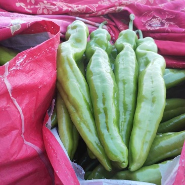 《青皮尖椒》河北尖椒/黄皮青椒/产地货源/全国供应批发