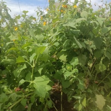 云南红河高山雪莲果口感脆甜汁水丰富条形好成熟度高甜度好接电商