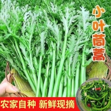 【实力】精品优质小叶茼蒿，现摘现发批发市场商超电商均可
