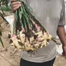 【大量现货】小黄姜大黄姜水洗货窖藏货