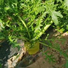 咱家有三十亩芥菜出售，量大从优，没有中间商