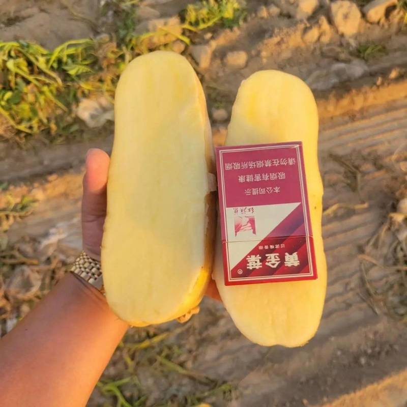 黄心<font color=red>土豆</font> 陕西定边县 基地大量现货上