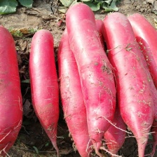 滕州红皮萝卜，产地直发，量大从优，欢迎选购。