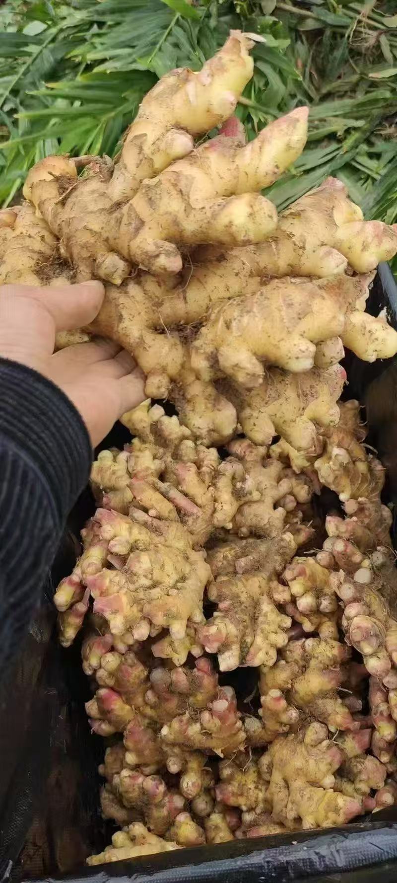 精选大黄姜山东产地直发 带泥/水洗/