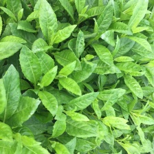 上海金山鸡毛菜有要货的老板吗