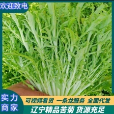 特价苦菊
