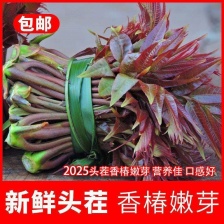 2025年香椿头新鲜香椿芽嫩芽现货速发当季新鲜蔬菜香椿