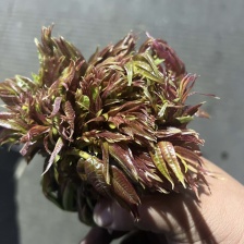 2025年香椿头新鲜香椿芽嫩芽现货速发当季新鲜蔬菜香椿