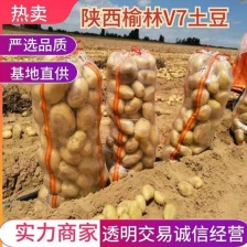 荷兰十五<font color=red>土豆</font> 精品 2~4两