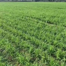 东北黑铁托韭菜    广东精品小把韭菜