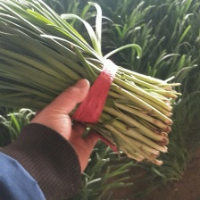 东北黑铁托韭菜    广东精品小把韭菜