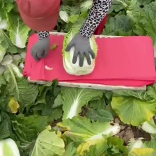 【精品黄心菜】秋晓矮颗白菜大量供应中需要联系包质量