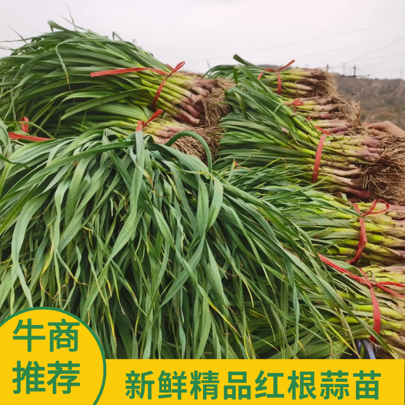 精品红根蒜苗，优质蒜苗，大量有货，产地一手货源，全国发货