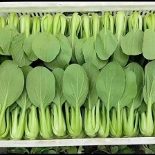 山东上海青油菜叶类菜基地，大量上市，欢迎全国采购商致电