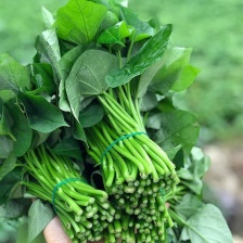 出售大量红薯叶