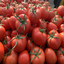 山东省费县温棚硬粉<font color=red>西红柿</font>大量上市